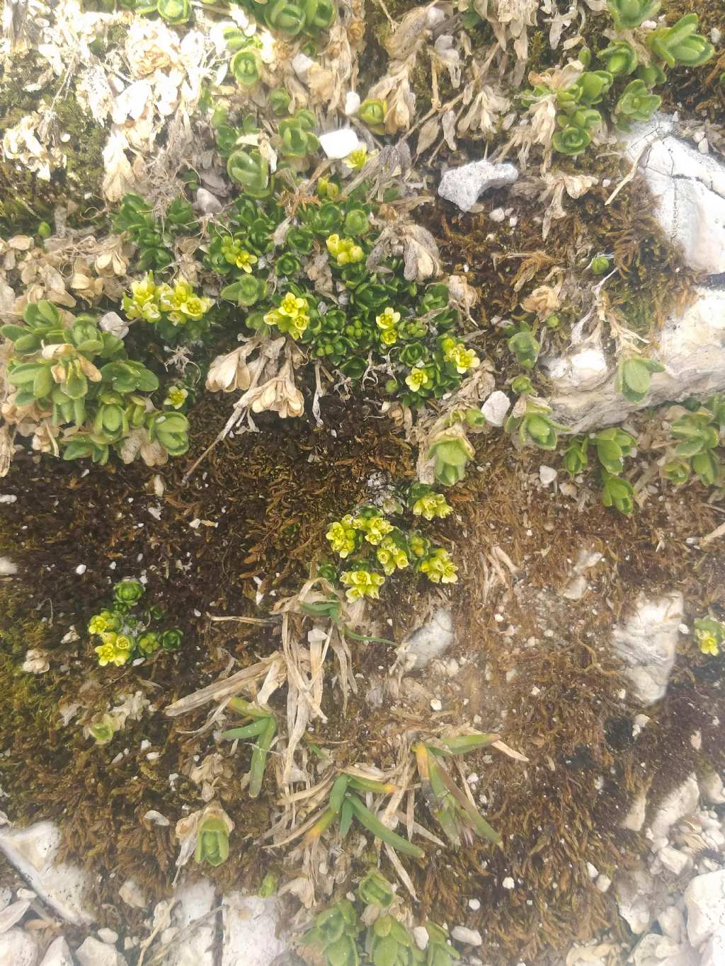 Draba? quale?